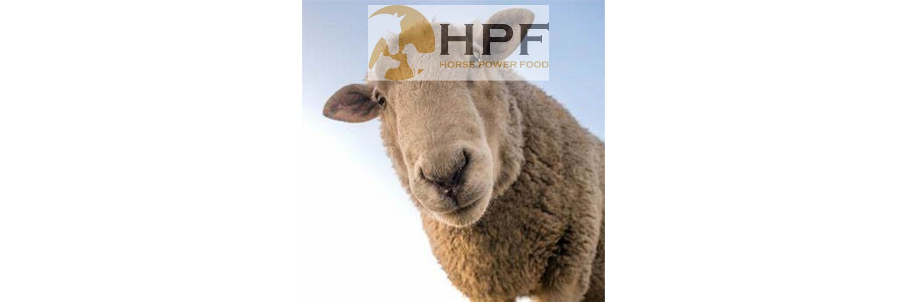 Produktbild von Havens Schaf-Konditions-Pellets 25 Kg – Alleinfutter Für Tragende & Säugende Mutterschafe