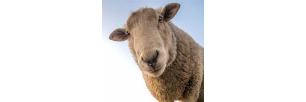 Schaf-und-Ziegenfutter